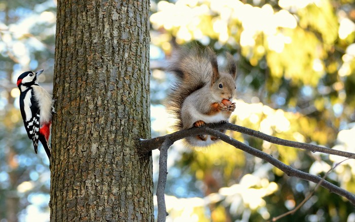 Woodpecker and squirrel on a tree trunk