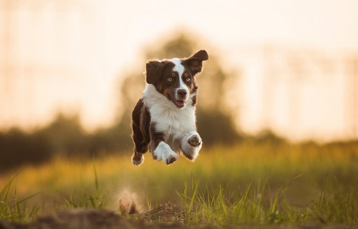 Australian Shepherd dog running in a field