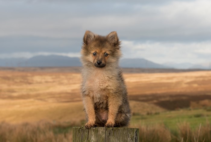 A fluffy Pomeranian puppy sits on a wooden post