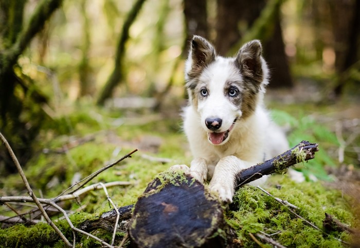 Border Collie puppy lying in a mossy forest