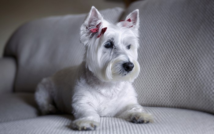 West Highland White Terrier with red bows on sofa