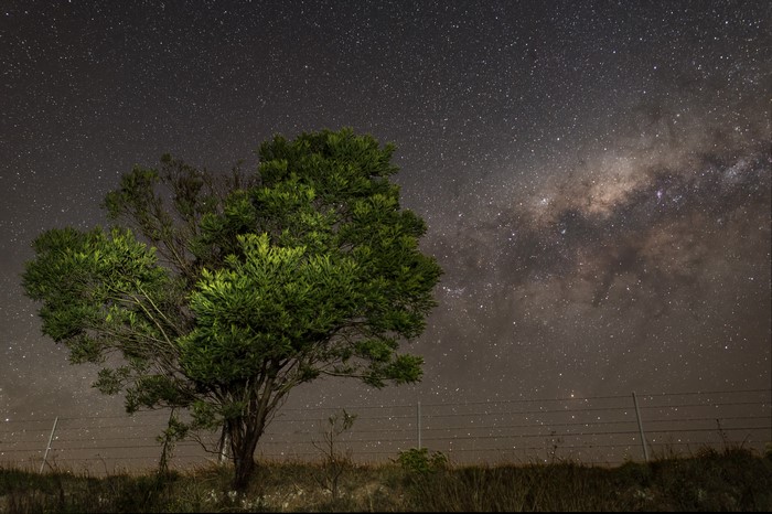 Tree under the Milky Way at night