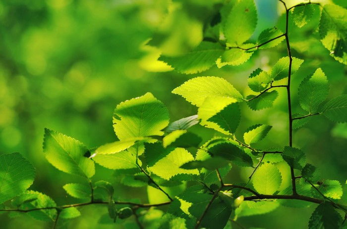 Green leaves on branches in sunlight