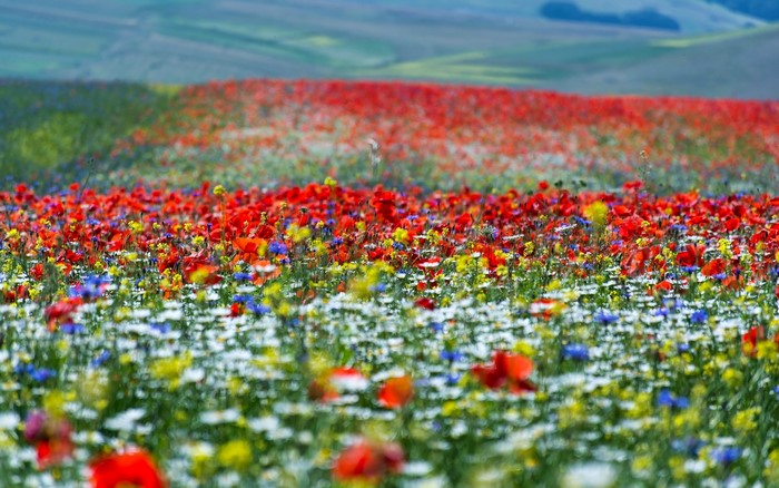 Field of Poppies and Wildflowers