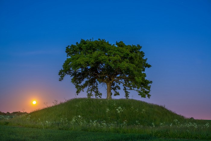 Tree on a hill with moon at sunset