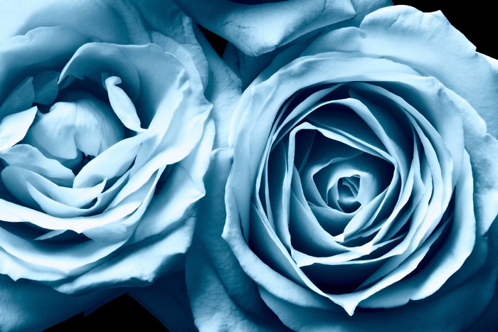 Close-up of two light blue roses