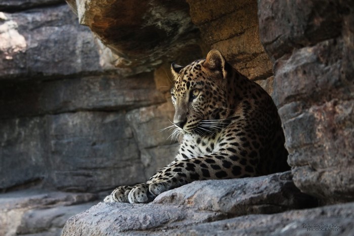 Leopard resting on rocks in a cave