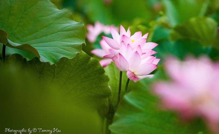 Pink Lotus Flowers and Green Leaves by Tommy Hsu