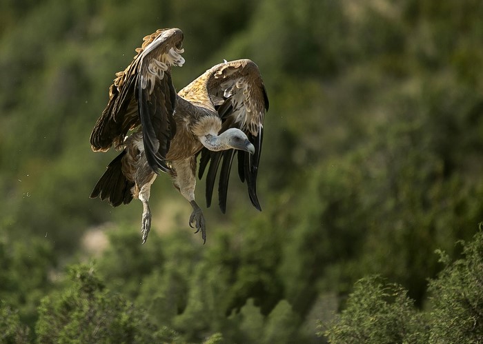 A vulture in flight with wings spread