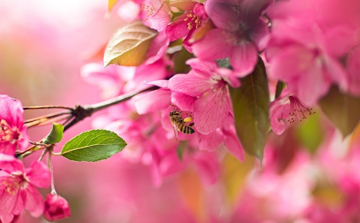 Bee collecting pollen from pink cherry blossoms