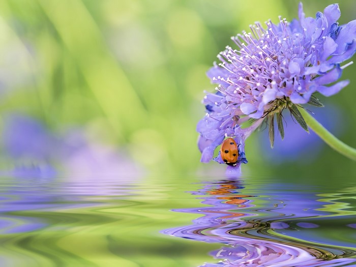 Ladybug on a purple flower reflected in water