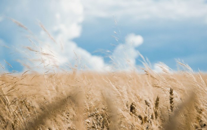 Wheat field under a blue sky with clouds