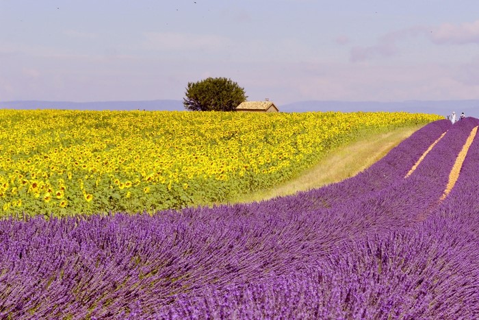 Lavender and Sunflower Fields with a House