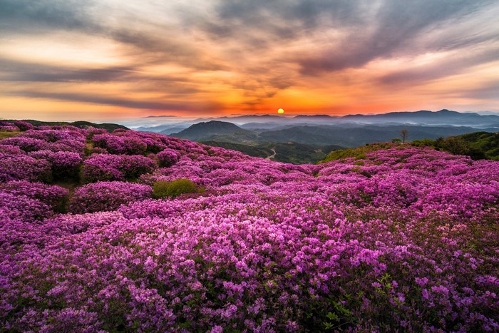 Field of pink flowers at sunrise in Korea