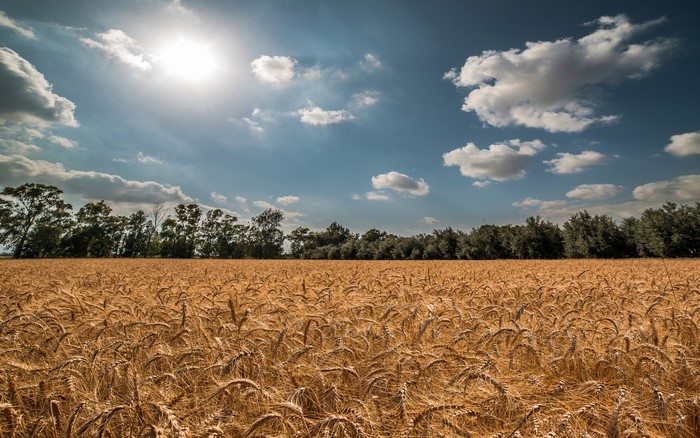 Wheat field under a sunny sky with clouds