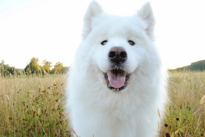 White Samoyed dog in a field