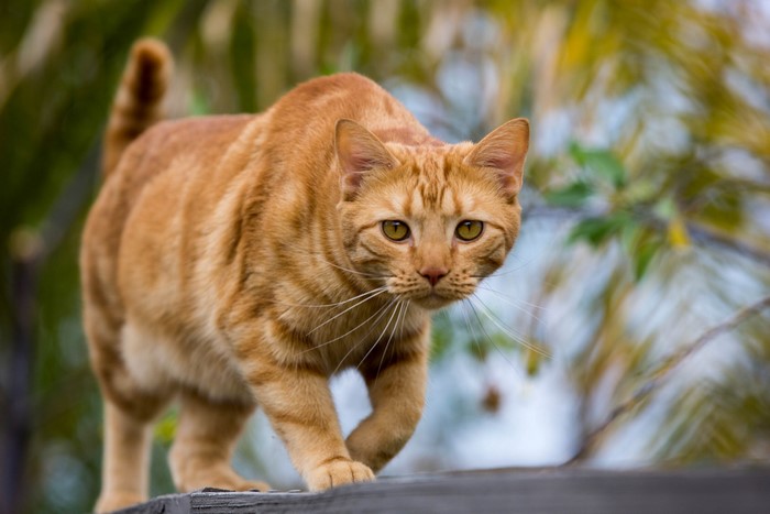 Orange tabby cat walking on a fence