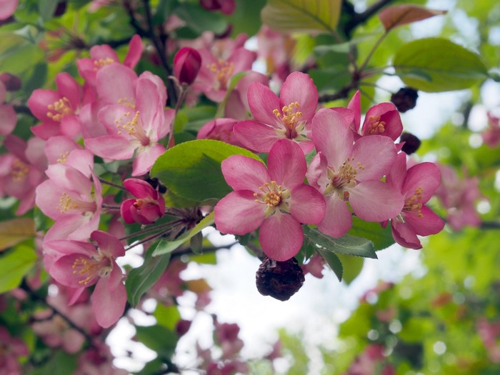 Pink crabapple blossoms on a tree branch