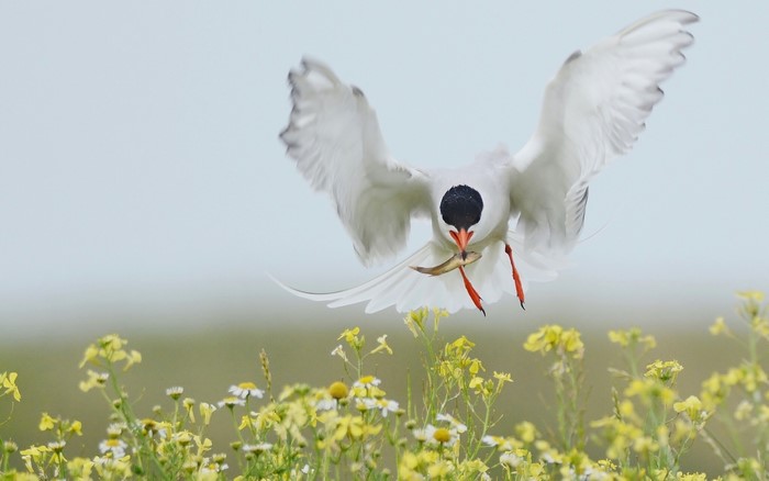 Arctic Tern in flight with fish