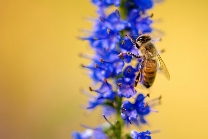 Bee on a purple flower with yellow background
