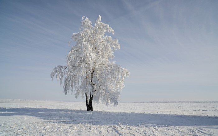 A lone snow-covered tree in a winter field