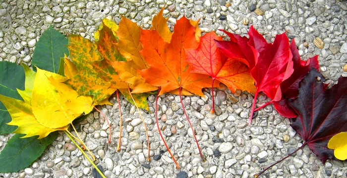 Autumn leaves in a rainbow of colors on gravel