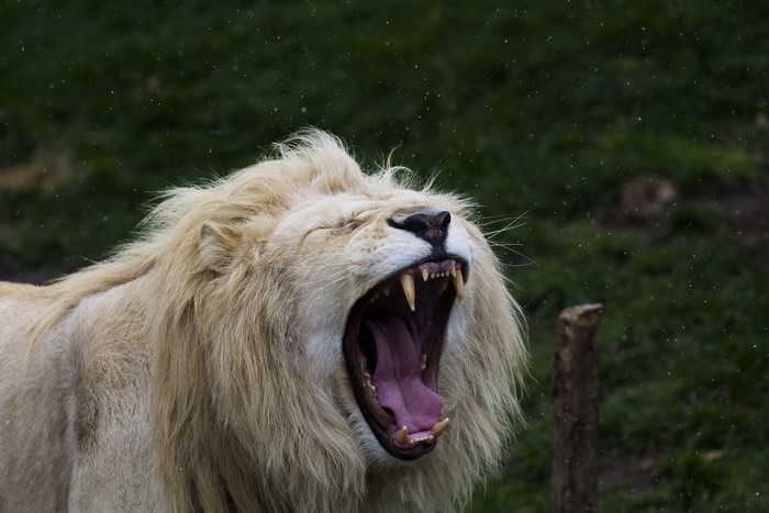 White Lion Roaring with Mouth Wide Open