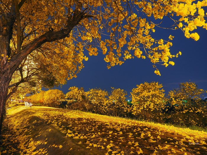 Yellow flowers cover a park path at night
