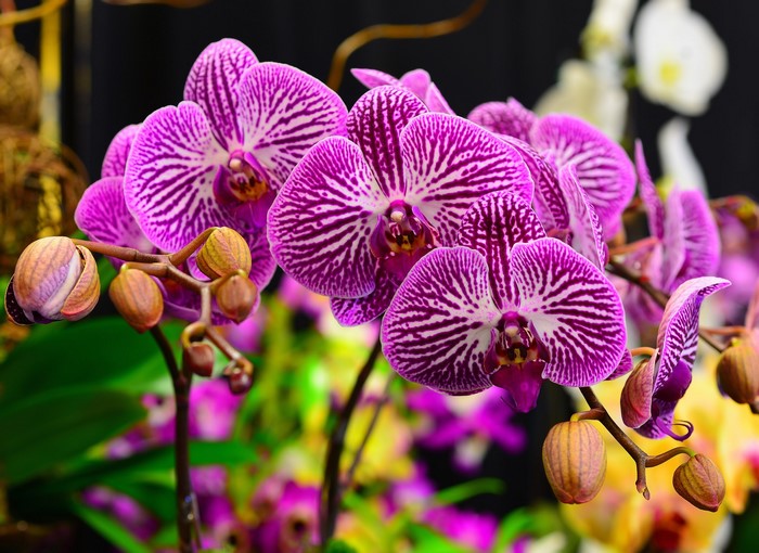 Close-up of purple and white striped orchids