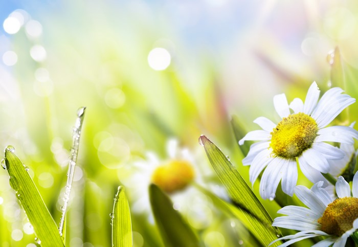 4K Camomiles with Drops in Summer Closeup