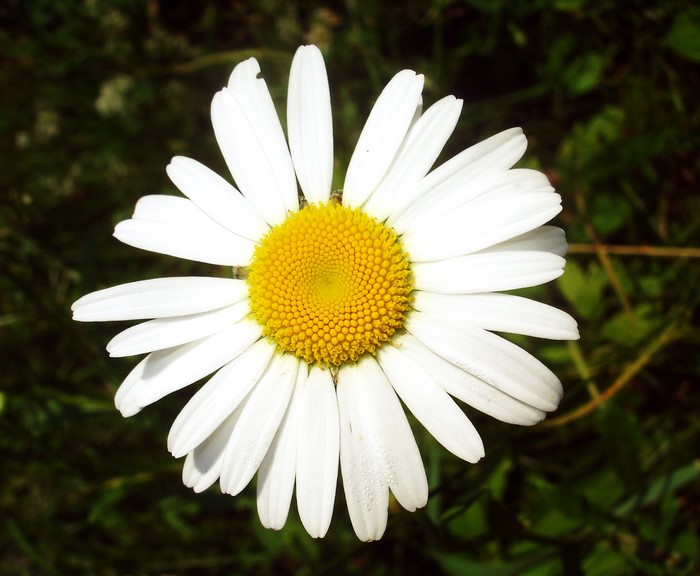 Close-up of a white daisy with a yellow center