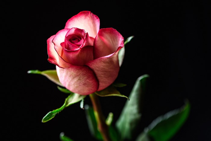 Close-up of a pink and white rose with a dark background