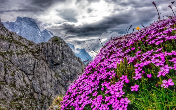 Purple flowers on a mountain slope in Austria