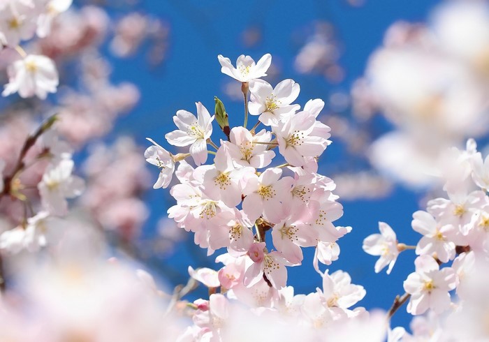 Close-up of Cherry Blossoms against a blue sky