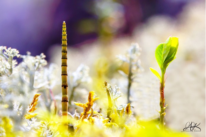 Horsetail plant and new sprout in moss