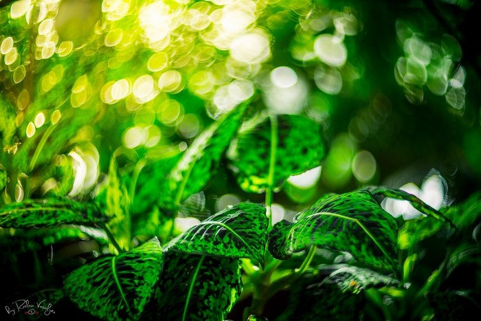 Green foliage with bokeh effect