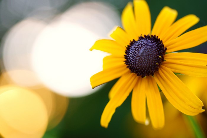 Yellow flower with dark center and bokeh
