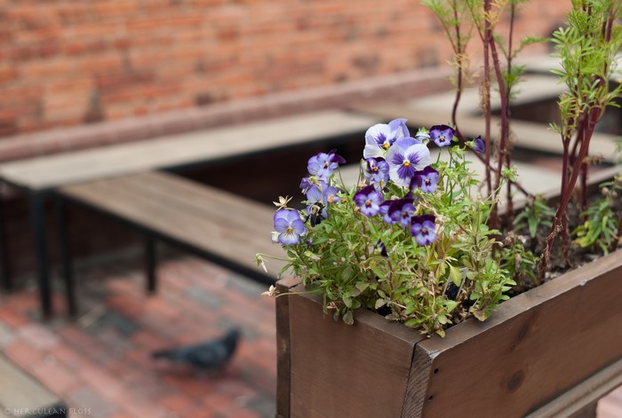 Purple and white pansies in a wooden planter