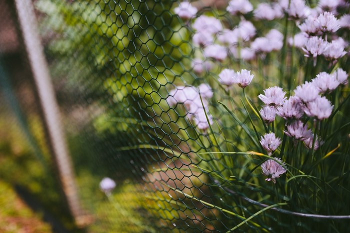 Purple chive flowers behind a green fence