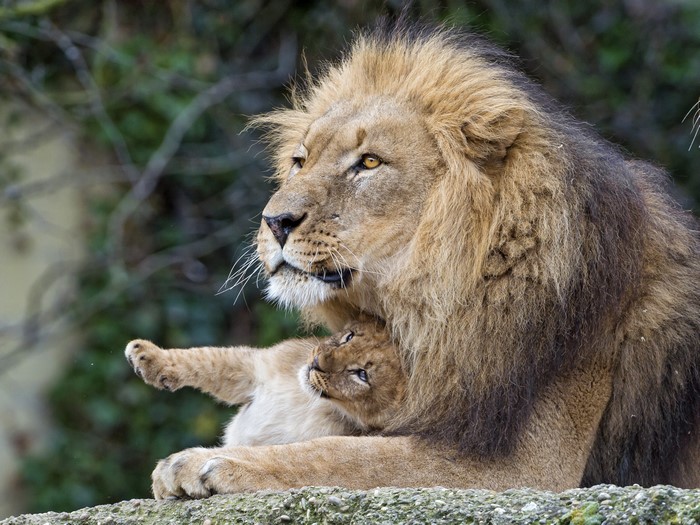 Lion and cub on a rock