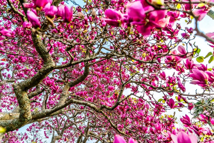 Pink Magnolia Tree Branches with Flowers