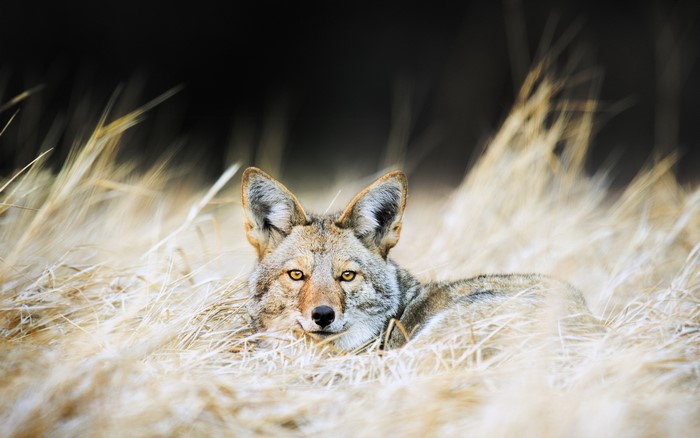 Coyote lying in dry grass