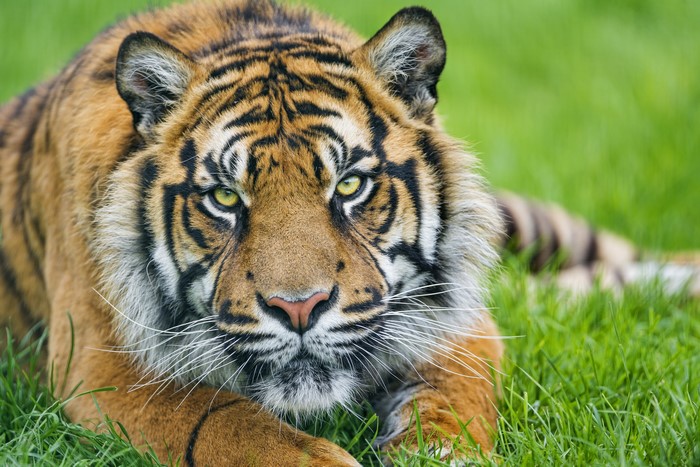 Tiger lying in green grass