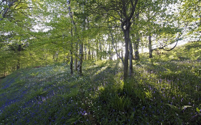 Sunlight filtering through a forest with bluebells and white flowers