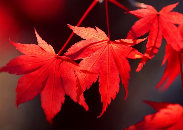 Red Maple Leaves in Autumn Sunlight