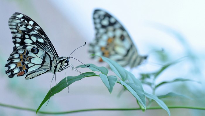 Two butterflies on green leaves