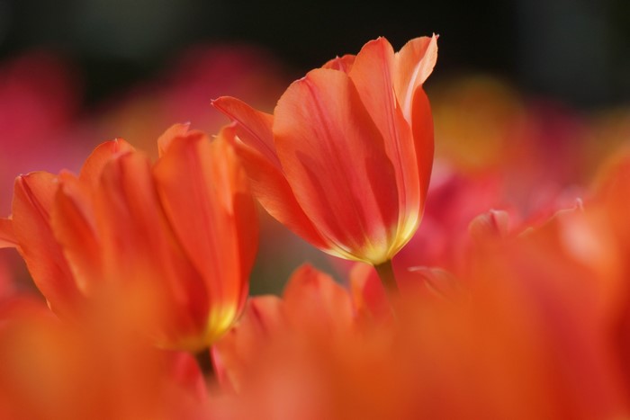 Close-up of orange tulips in bloom