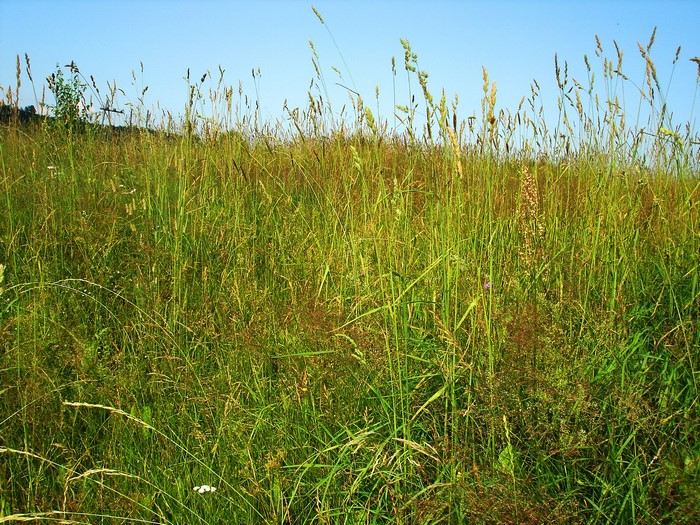 Tall grass field under a clear blue sky