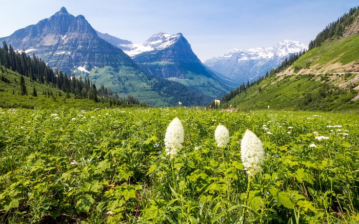 Beargrass and Mountains in Glacier National Park
