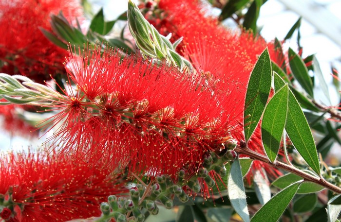 Red Bottlebrush Flowers on a Branch
